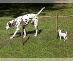 Small Photo #3 Dalmatian Puppy For Sale in MYRTLE BEACH, SC, USA