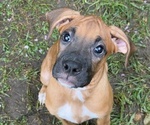 Small #3 Boxer