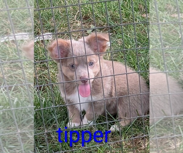 Medium Photo #2 Chihuahua Puppy For Sale in LEBANON, PA, USA
