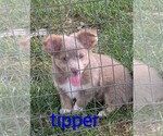 Small #1 Chihuahua