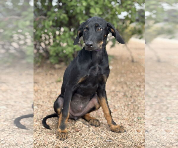 Medium Photo #7 Doberman Pinscher-Labrador Retriever Mix Puppy For Sale in PIPE CREEK, TX, USA