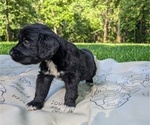 Small Photo #40 Golden Mountain Doodle  Puppy For Sale in BROKEN ARROW, OK, USA