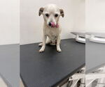 Small #1 Chihuahua Mix
