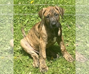 Presa Canario Puppy for sale in ANSON, ME, USA