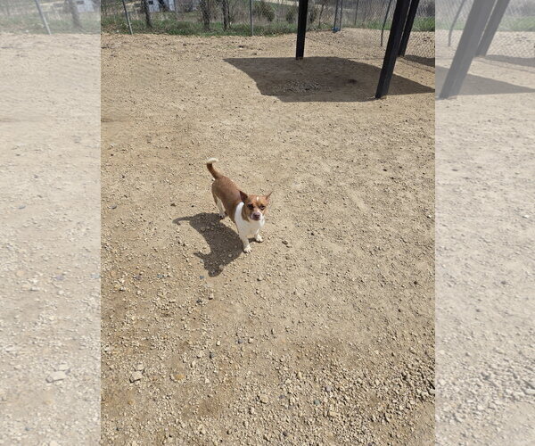 Medium Photo #1 Mutt Puppy For Sale in Maquoketa, IA, USA