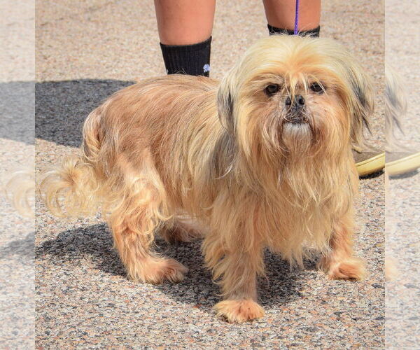 Medium Photo #4 Shih Tzu Puppy For Sale in Huntley, IL, USA