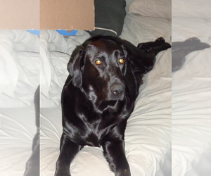 Mother of the Labrador Retriever puppies born on 04/28/2025