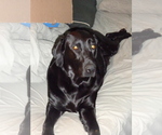 Small Photo #1 Labrador Retriever Puppy For Sale in DES MOINES, IA, USA
