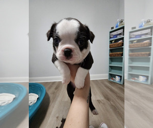 Boston Terrier Puppy for Sale in JACKSONVILLE, Florida USA