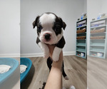 Small Photo #1 Boston Terrier Puppy For Sale in JACKSONVILLE, FL, USA