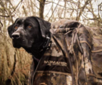 Small Photo #1 Labrador Retriever Puppy For Sale in GILBERT, SC, USA