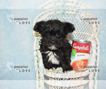 Small #12 Maltipoo