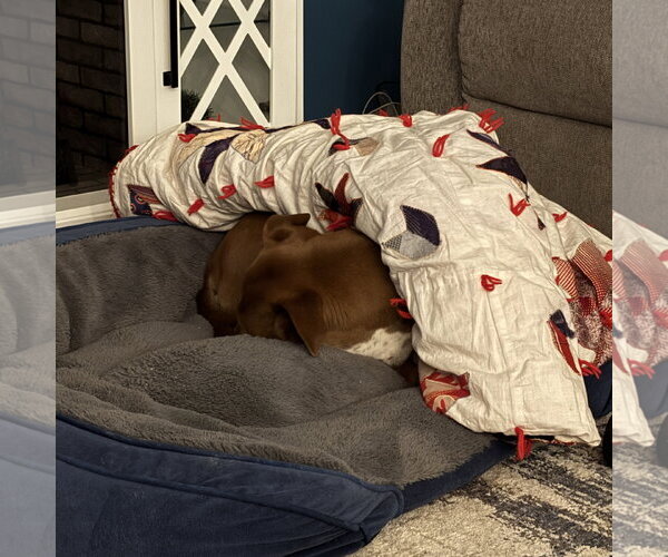 Medium Photo #17 Labrador Retriever-Unknown Mix Puppy For Sale in Fargo, ND, USA