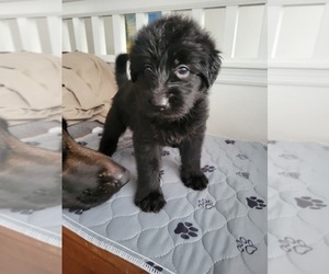 German Shepherd Dog-Goldendoodle Mix Puppy for sale in LAKE MARY, FL, USA