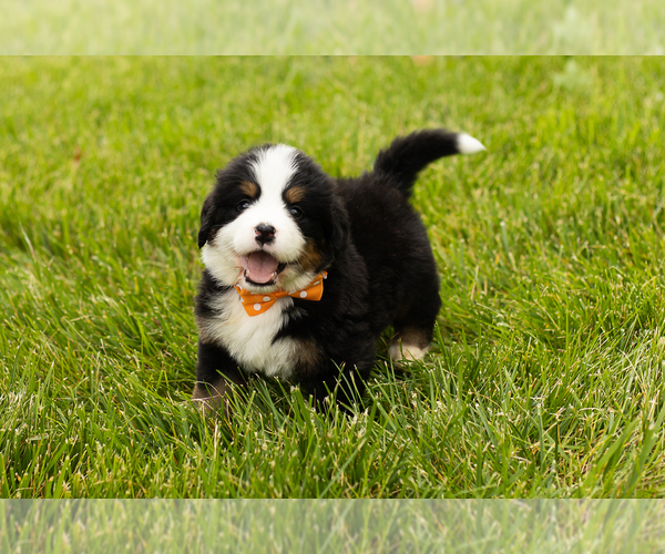 Medium Photo #2 Bernese Mountain Dog Puppy For Sale in SHIPSHEWANA, IN, USA
