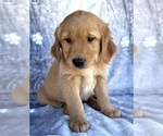 Small #2 Golden Retriever
