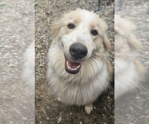Medium Photo #3 Great Pyrenees-Unknown Mix Puppy For Sale in Croydon, NH, USA