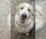 Small #2 Great Pyrenees Mix