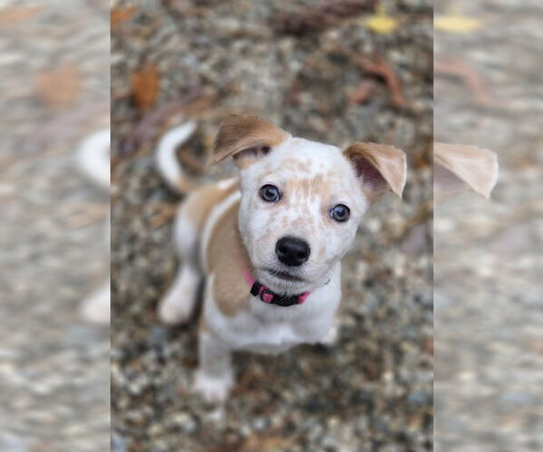 Medium Photo #5 Mutt Puppy For Sale in Garden City, NY, USA