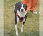 Small #3 American Staffordshire Terrier-Border Collie Mix