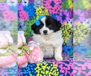 Pomimo Puppy for sale in CHRISTIANA, PA, USA
