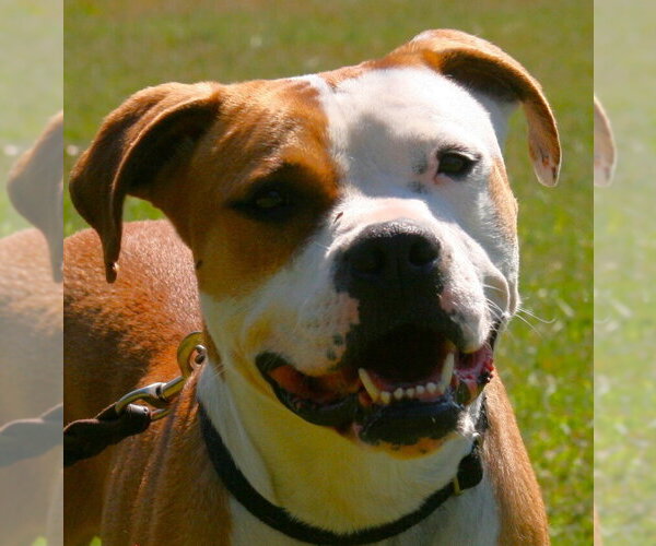 Medium Photo #1 Boxer-Unknown Mix Puppy For Sale in Linton, IN, USA