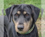Small Shepweiller
