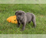 Puppy Max Cane Corso
