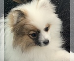 Small Photo #2 Pomeranian Puppy For Sale in ANDERSON, IN, USA