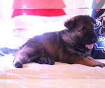 Small #7 German Shepherd Dog