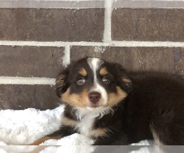 Medium Photo #6 Miniature Australian Shepherd Puppy For Sale in COLLEGE STA, TX, USA