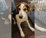 Small #1 English Springer Spaniel-Treeing Walker Coonhound Mix