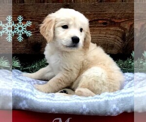 Golden Retriever Puppy for sale in DRY RUN, PA, USA