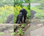 Small #1 Springerdoodle