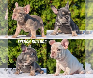 French Bulldog Puppy for Sale in GOSHEN, Indiana USA