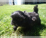 Small Photo #1 Shih Tzu Puppy For Sale in CENTRAL POINT, OR, USA