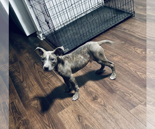 Medium Photo #9 American Pit Bull Terrier-Unknown Mix Puppy For Sale in Columbus, IN, USA