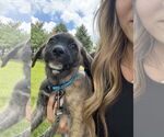 Small #2 German Shepherd Dog-Mountain Cur Mix