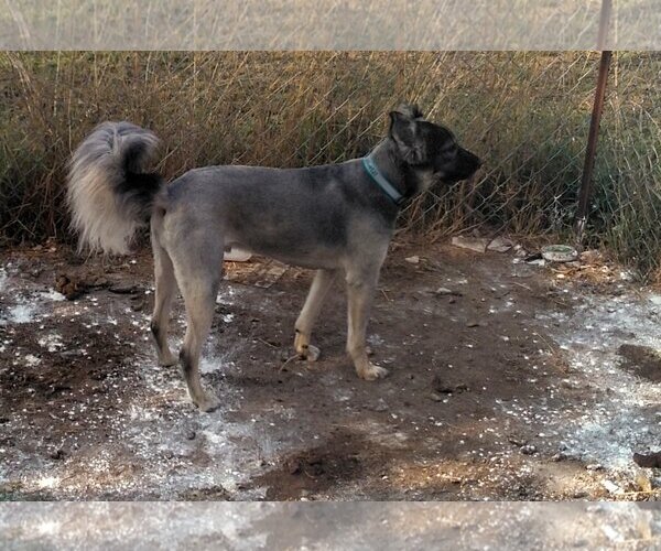 Medium Photo #5 German Shepherd Dog-Huskies  Mix Puppy For Sale in Orange Grove, TX, USA