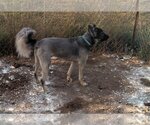 Small #4 German Shepherd Dog-Huskies  Mix