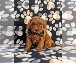 Small Photo #1 Poodle (Miniature) Puppy For Sale in OXFORD, PA, USA