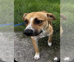 Black Mouth Cur-Unknown Mix Dogs for adoption in Houston, TX, USA