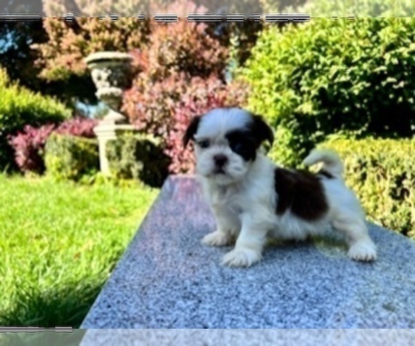 Medium Photo #22 Shih Tzu Puppy For Sale in HAYWARD, CA, USA