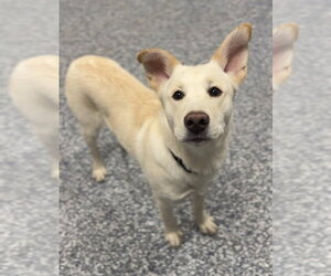 Mutt Dogs for adoption in Bemidji, MN, USA