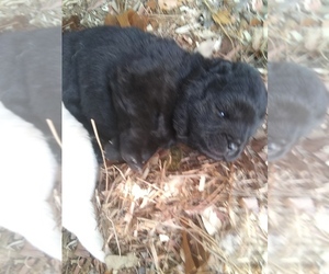 Chow Chow Puppy for sale in RICHMOND, VA, USA