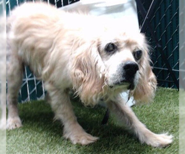 Medium Photo #1 Cocker Spaniel-Unknown Mix Puppy For Sale in Downey, CA, USA