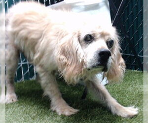 Cocker Spaniel-Unknown Mix Dogs for adoption in Downey, CA, USA