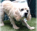 Small Cocker Spaniel Mix
