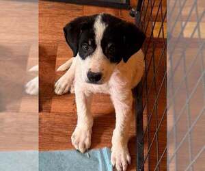 Border-Aussie Dogs for adoption in New York, NY, USA