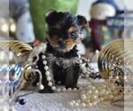 Small #18 Yorkshire Terrier